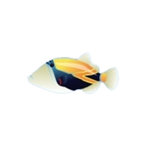 Reef Triggerfish